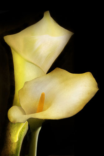 Kompatibel Blumen für JAHRRIESNGE flowers-lpf07603 Compatible Blumen JAHRRIESNGE for flowers-lpf07603