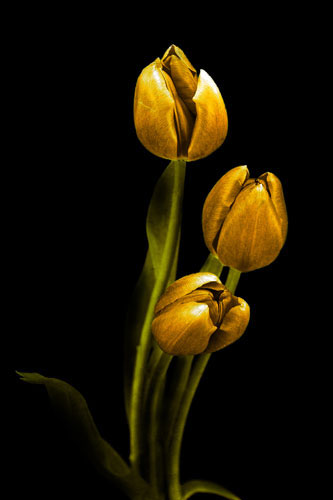 Kompatibel Blumen für JAHRRIESNGE flowers-lpf07604 Compatible Blumen JAHRRIESNGE for flowers-lpf07604