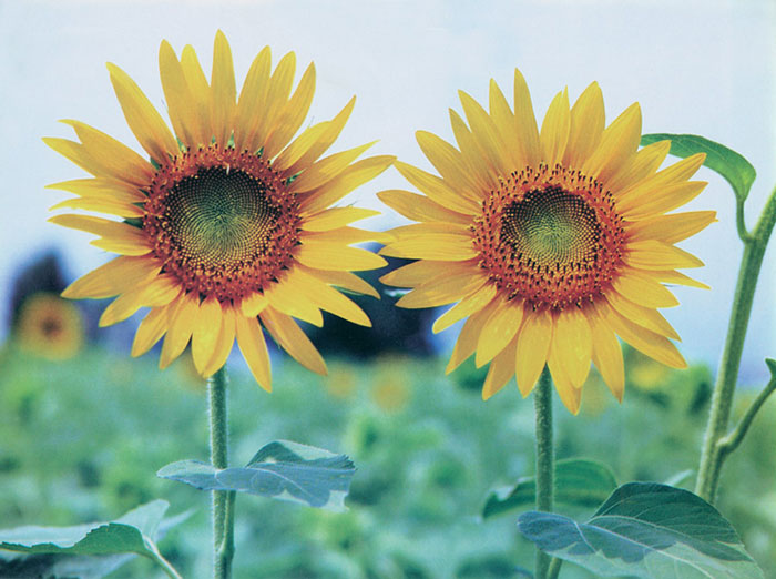 Kompatibel Blumen für JAHRRIESNGE sunflower-lpf07659 Compatible Blumen JAHRRIESNGE for sunflower-lpf07659