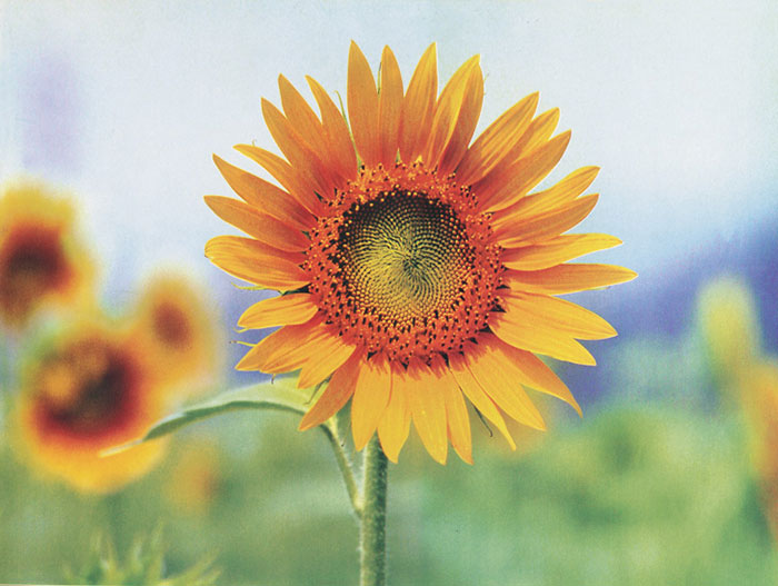 Kompatibel Blumen für JAHRRIESNGE sunflower-lpf07662 Compatible Blumen JAHRRIESNGE for sunflower-lpf07662