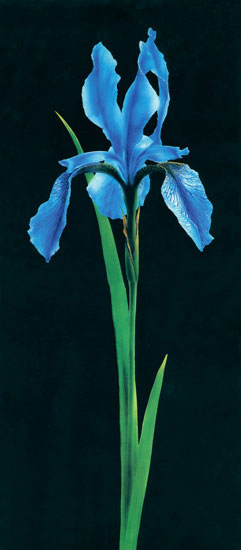 Kompatibel Blumen für JAHRRIESNGE flowers-lpf07697 Compatible Blumen JAHRRIESNGE for flowers-lpf07697