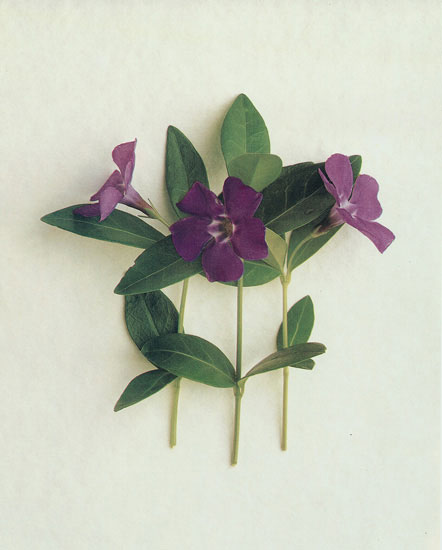 Kompatibel Blumen für JAHRRIESNGE flowers lpf07892 Compatible Blumen JAHRRIESNGE for flowers lpf07892