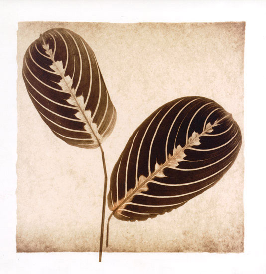 Kompatibel Blumen für JAHRRIESNGE leaf lpf08072 Compatible Blumen JAHRRIESNGE for leaf lpf08072