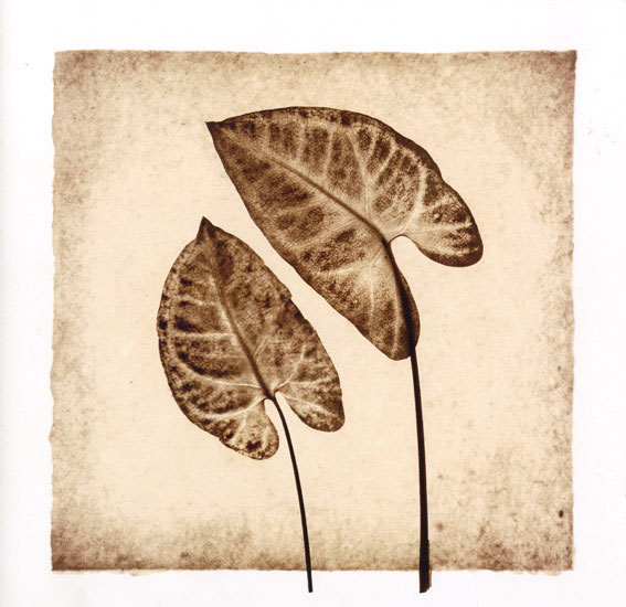 Kompatibel Blumen für JAHRRIESNGE leaf lpf08073 Compatible Blumen JAHRRIESNGE for leaf lpf08073