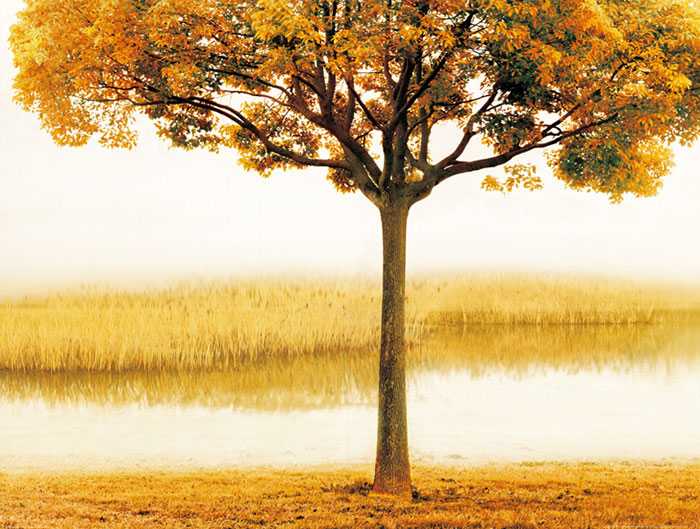 Kompatibel Landschaft für JAHRRIESNGE tree lpf08290 Compatible Landschaft JAHRRIESNGE for tree lpf08290