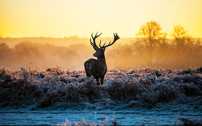 Kompatibel Tiere für Jahrriesnge deer lpf08628 Compatible Tiere Jahrriesnge for deer lpf08628