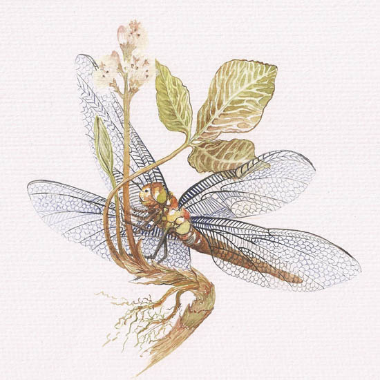 Kompatibel Tiere für Jahrriesnge dragonfly lpf08678 Compatible Tiere Jahrriesnge for dragonfly lpf08678