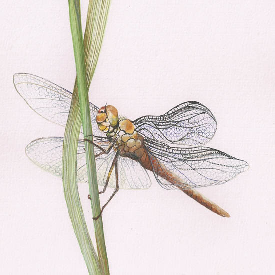 Kompatibel Tiere für Jahrriesnge dragonfly lpf08680 Compatible Tiere Jahrriesnge for dragonfly lpf08680