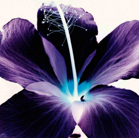 Kompatibel Blumen für JAHRRIESNGE flowers lpf09990 Compatible Blumen JAHRRIESNGE for flowers lpf09990