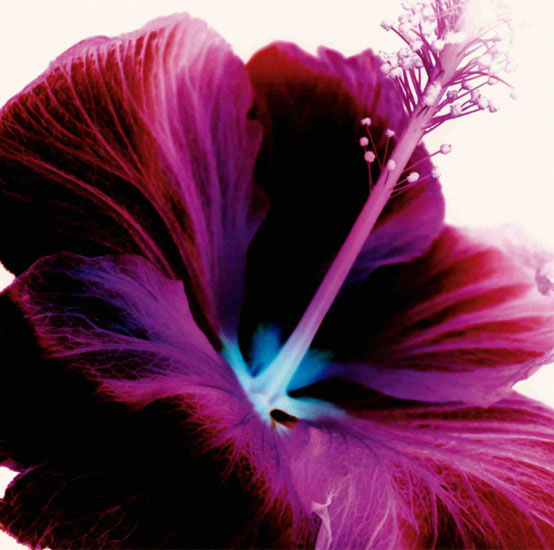 Kompatibel Blumen für JAHRRIESNGE flowers lpf09991 Compatible Blumen JAHRRIESNGE for flowers lpf09991