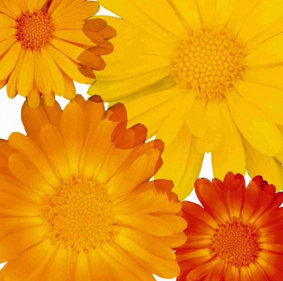 Kompatibel Blumen für JAHRRIESNGE flowers lpf10082 Compatible Blumen JAHRRIESNGE for flowers lpf10082