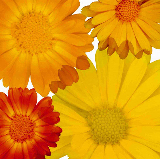 Kompatibel Blumen für JAHRRIESNGE flowers lpf10083 Compatible Blumen JAHRRIESNGE for flowers lpf10083