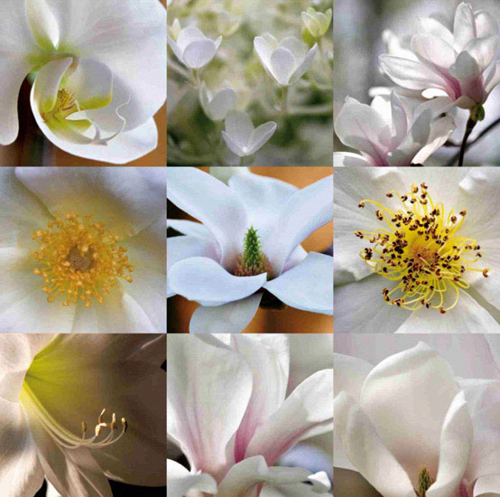 Kompatibel Blumen für JAHRRIESNGE flowers lpf10160 Compatible Blumen JAHRRIESNGE for flowers lpf10160