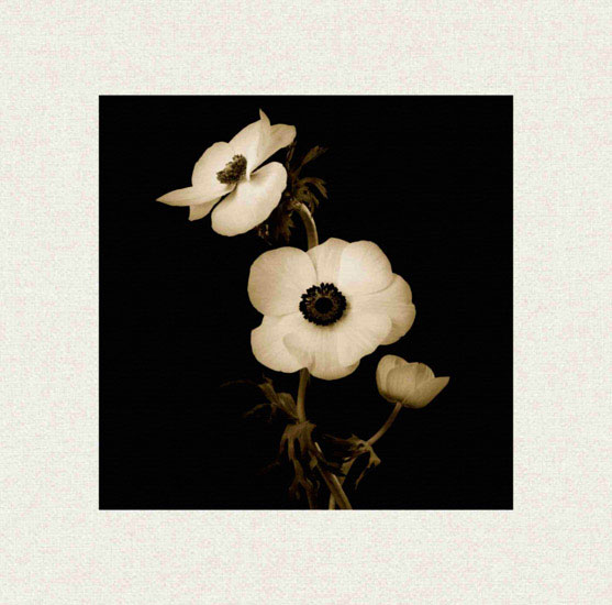 Kompatibel Blumen für JAHRRIESNGE flowers lpf10225 Compatible Blumen JAHRRIESNGE for flowers lpf10225