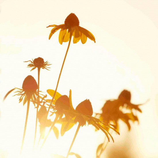 Kompatibel Porträt für Jahrriesnge flowers lpf10496 Compatible Porträt Jahrriesnge for flowers lpf10496