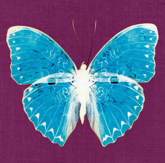 Kompatibel Tiere für Jahrriesnge butterfly lpf10549 Compatible Tiere Jahrriesnge for butterfly lpf10549