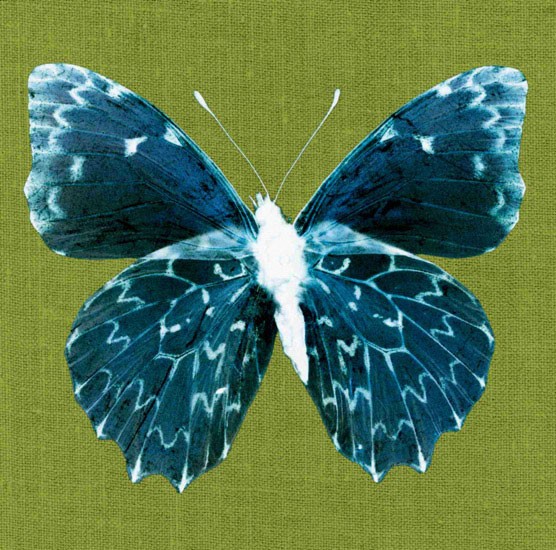 Kompatibel Tiere für Jahrriesnge butterfly lpf10550 Compatible Tiere Jahrriesnge for butterfly lpf10550