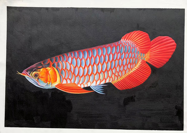 Kompatibel Tiere für Jahrriesnge fish lpg2672 Compatible Tiere Jahrriesnge for fish lpg2672